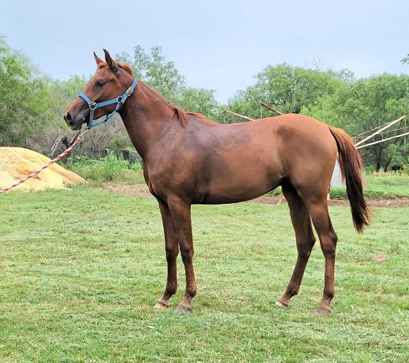 ARABIAN HORSES FOR SALE, SAN ANTONIO TEXAS AREA